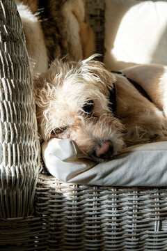 Restful Dog