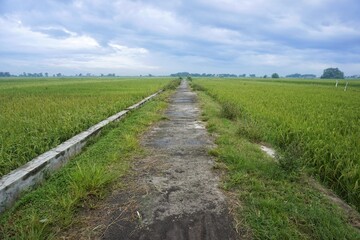 Fototapeta na wymiar road in the middle of rice fields