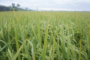 rice plants that have started to turn yellow