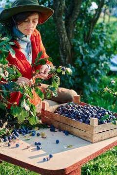 girl farmer harvests plums