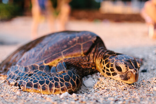 Giant tortoise lying on the beach