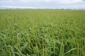 rice plants that have started to turn yellow