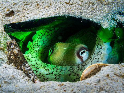 Green Lantern