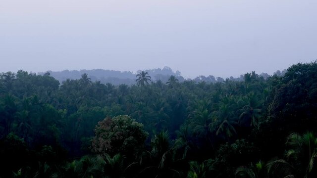 Densely Woodland With Palm Trees And Lush Vegetations At Cotigao Wildlife Sanctuary, South Goa, India. - Aerial Static Shot 