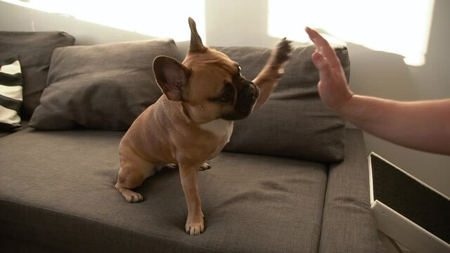 Home training of cute adorable small french bulldog puppy sitting on a brown couch, hand paw shake 