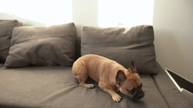 Dog training - French bulldog gives left and right paw to his owner and gets snack for that as a reward on a divan