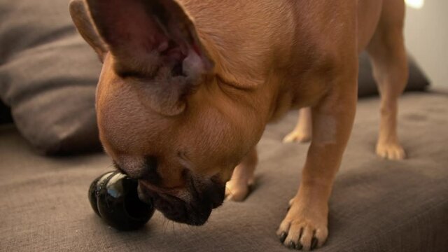 Close-up on french bulldog puppy face playing with a black rubber toy on the brown sofa in the living room slow-motion
