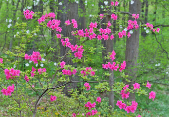 Azaleas in bloom, Jenkins Arboretum and Garden, Devon, Pennsylvania. - obrazy, fototapety, plakaty