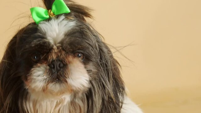 Portrait of excited cute little Shih-Tzu dog with green bow - Close up