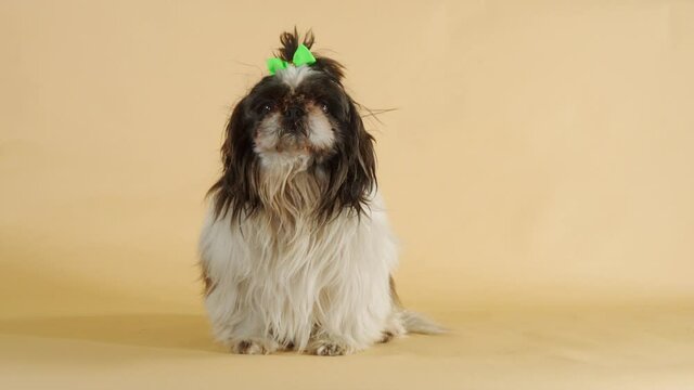 Anxious little Shih Tzu licking snout isolated on backdrop - Wide medium shot
