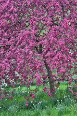 Springtime crabapple in rose blooming, Chanticleer Garden, Wayne, Pennsylvania.