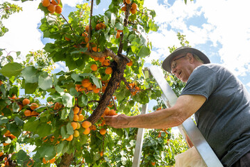 Senior Man Up a Ladder Fruit Picking
