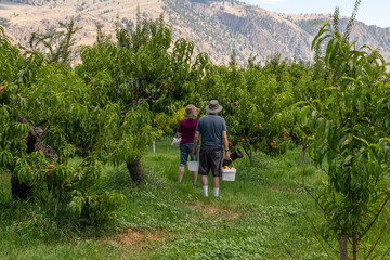 Senior Copuple at Fruit Orchard