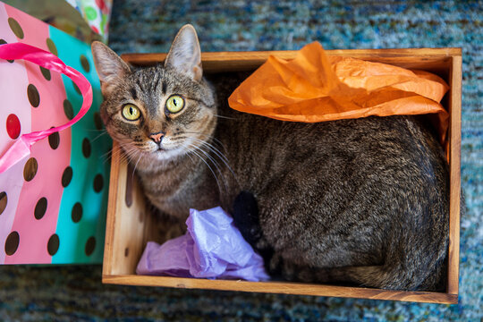 Tabby present
