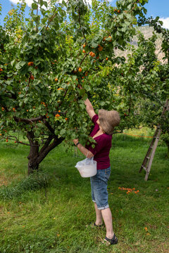 Senior Woman Fruit Picking