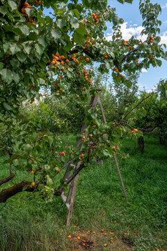 Quaint Fruit Orchard with Ladder