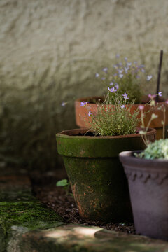 Houstonia plants flowering in clay pots in garden corner