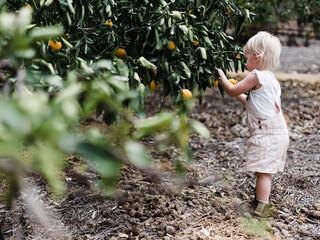 Picking fruit