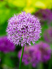 Close-up of flowering bulbous perennial purple Allium flowers.