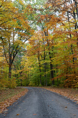 Dirt Road in the Autumn Forest