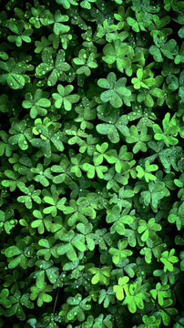 Clovers
