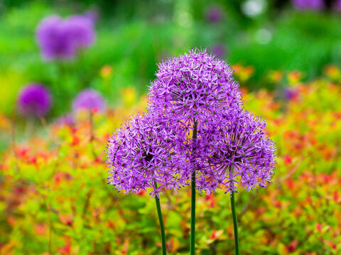 Close-up Of Flowering Bulbous Perennial Purple Allium Flowers.