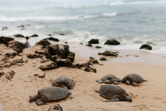 Giant tortoise lying on the beach