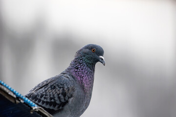 Close-up Rock Pigeon Isolated on Gray Background