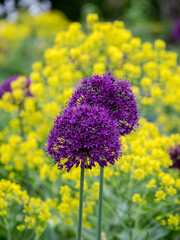 Purple allium blooming amongst yellow flowering plants. - obrazy, fototapety, plakaty