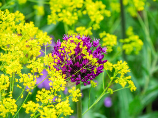 Obraz premium Purple allium blooming amongst yellow flowering plants.