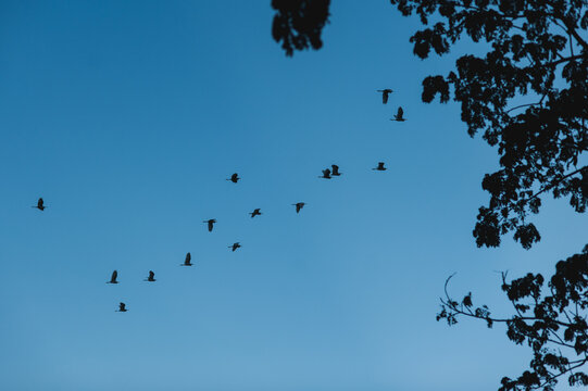 A flock of flying birds