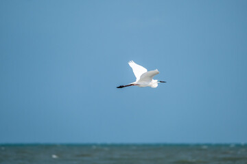 Fototapeta na wymiar White Egret flying over sea with blue sky.