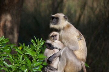 indian monkey