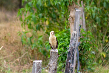 tailed hawk perched on a fence