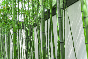 Bamboo forest in a Chinese garden in Suzhou, China.