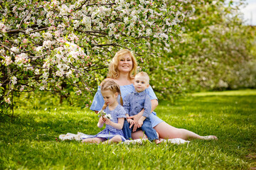 Naklejka na ściany i meble A happy blonde family, a chubby mom and two kids a boy and a girl in a blooming spring apple orchard on a spring picnic.