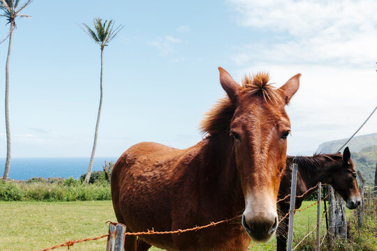 Horses behind a fence on seascape background in Hawaii