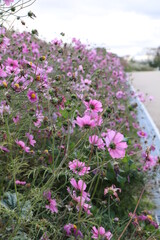 Fototapeta premium flowers in the garden