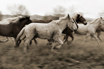 panning horses