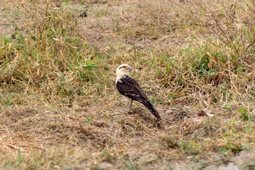 red tailed hawk