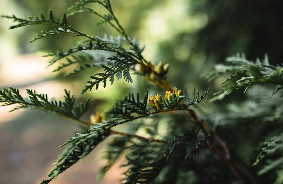 Close-Up Of Thuja Occidentalis Tree With Cone Fruit