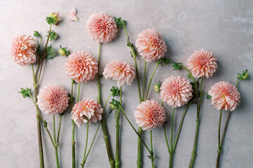 Pink Dahlias