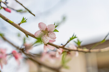 Close view of pink peach blossoms in spring time.