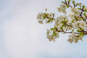 Close view of white and pink peach blossoms in spring time.