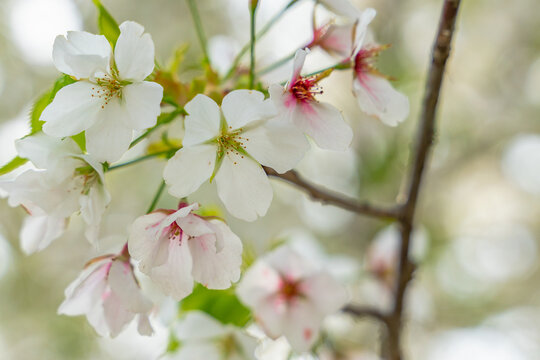 Close view of white and pink peach blossoms in spring time.