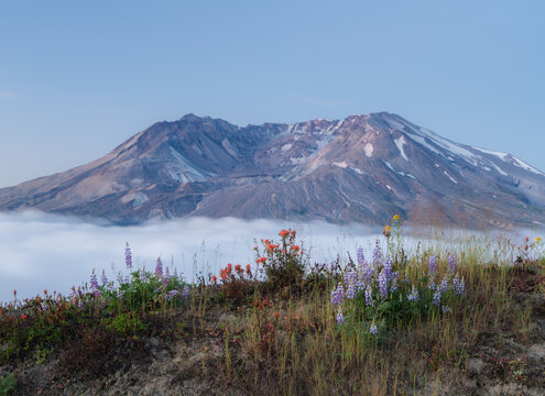 Mt St Helens Wildflower Bloom