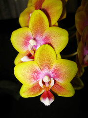 Red-spotted yellow orchids bloom perfectly