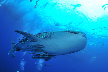 悠々と泳ぐジンベイザメは世界最大の魚類