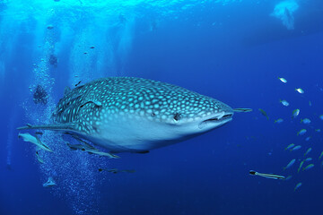 悠々と泳ぐジンベイザメは世界最大の魚類