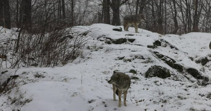 Two Coyotes stand on parth near forest during snow fall